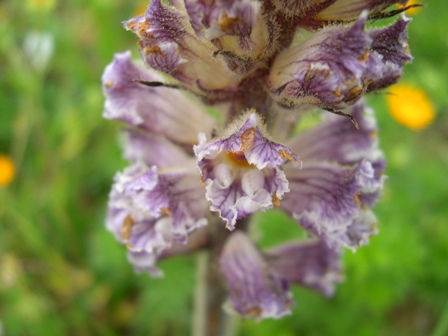 Orobanche